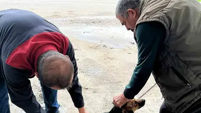 Ortaca’da kedi ve köpeklere kuduz aşısı