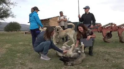 İtalyanlar Türk çoban köpeklerine hayran kaldı