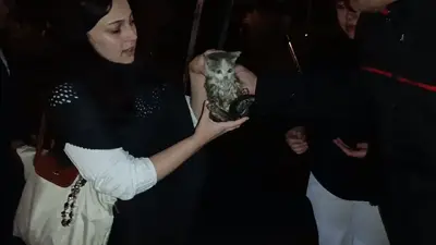 Harşit Çayı kenarında mahsur kalan yavru kediyi itfaiye ekipleri kurtardı