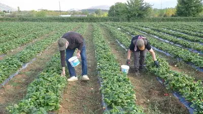 Deneme amaçlı ektikleri çilekte siparişlere yetişemiyorlar