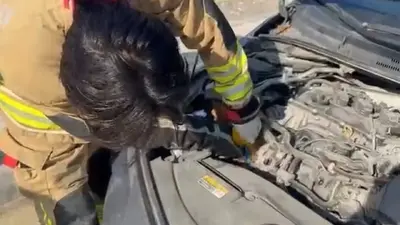 Hatay’da mahsur kalan hayvanlar kurtarıldı