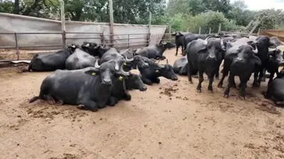 Tekirdağlı kadınların manda mesaisi: Sabah 5’te başlıyor