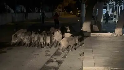 Bodrum’da domuz sürüsü mahalleye indi