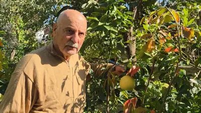 Ağaç kavununa benzeyen pomelo Karadeniz’de meyve verdi