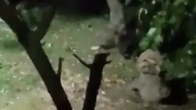 Ayı elma ziyafetine çıktı, ev sahibinin sözleri güldürdü