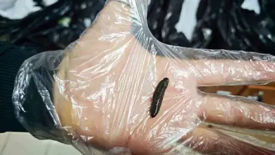 Kayseri’de yasa dışı yollarla ülkeye sokulmak istenen 25 bin adet canlı sülük ele geçirildi