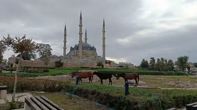 Edirne’de Selimiye Meydanı’nda başıboş atlar görenleri şaşırttı