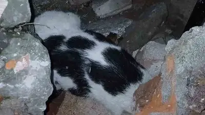 Zonguldak’ta enkazdan kurtarılan kedi tedavi altına alındı