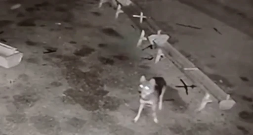 Ağıla giren kurt, 2 koyunu telef etti
