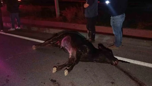 Ağıldan kaçan inek, araçların çarpması sonucu telef oldu
