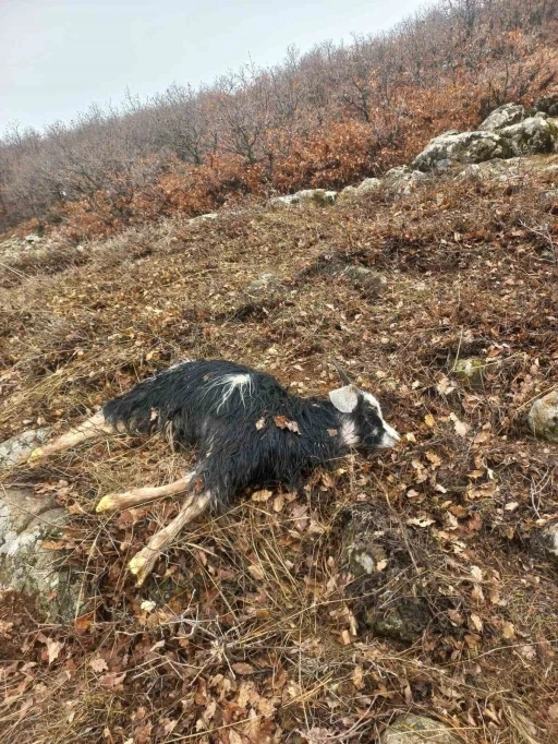 Ağıldan ka&ccedil;an k&uuml;&ccedil;&uuml;kbaş hayvanları kurtlar par&ccedil;aladı
