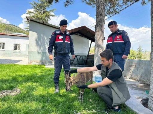 Ağın&rsquo;da yaralı dağ ke&ccedil;isi koruma altına alındı
