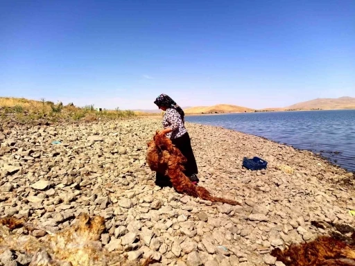 Ağrı’da asırlardır süregelen gelenek: Patnoslu kadınlar, çeyizlik yünleri yıkama mesaisine başladı
