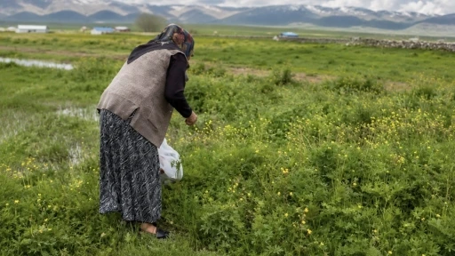 Ağrı&rsquo;da asırlık gelenek: Şifalı otlar kış sofraları i&ccedil;in hazırlanıyor
