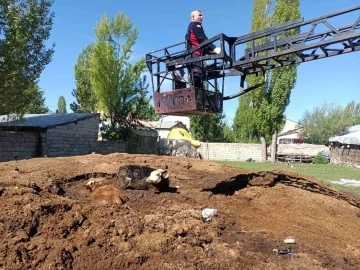 Ağrı’da bataklığa saplanan inekler itfaiye ekipleri tarafından kurtarıldı
