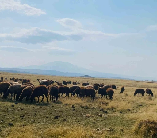 Ağrı&rsquo;da ılıman iklim kış besicilerin y&uuml;z&uuml;n&uuml; g&uuml;ld&uuml;rd&uuml;
