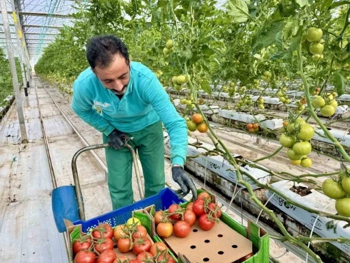 Ağrı&rsquo;da, jeotermal serada &uuml;retilen &uuml;r&uuml;nler Avrupa pazarına a&ccedil;ılıyor
