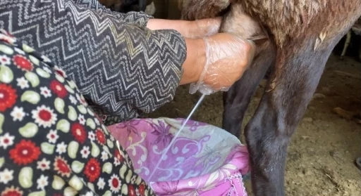 Ağrı&rsquo;da koyun s&uuml;t&uuml; ekonomiye kazandırılıyor
