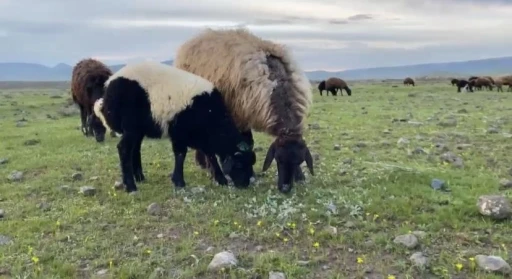 Ağrı&rsquo;da k&uuml;&ccedil;&uuml;kbaş hayvanlar meralara &ccedil;ıkarıldı
