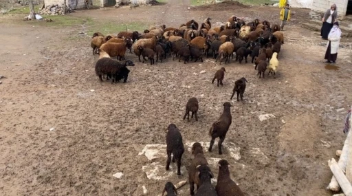 Ağrı&rsquo;da kuzuların anneleri ile buluşması renkli anlara sahne oldu
