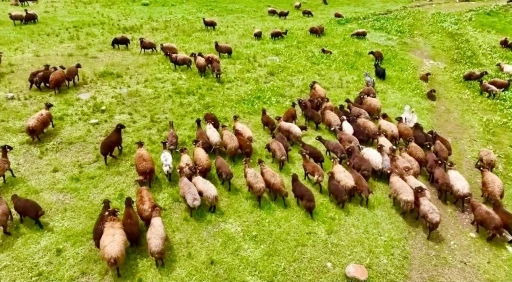 Ağrı&rsquo;da yaylalar koyun s&uuml;r&uuml;leriyle s&uuml;slendi
