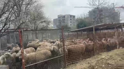 Ahırda &ccedil;ıkan yangında &ccedil;ok sayıda hayvan telef oldu
