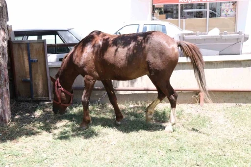 Ahırdan kaçan at ekiplere zor anlar yaşattı
