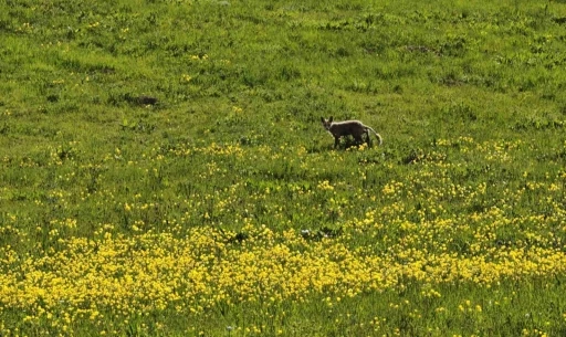 Ahlat kırsalında yiyecek arayan tilki g&ouml;r&uuml;nt&uuml;lendi
