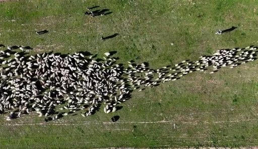 Ahlat’ta koyun ve kuzuların buluşması havadan görüntülendi
