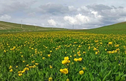 Ahlat’ta ovalar düğün çiçekleri ve mor sümbüllerle şenlendi
