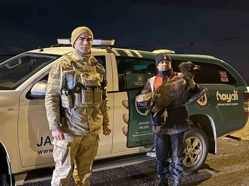 Jandarma Ekipleri Bitkin Akbabayı Kurtardı