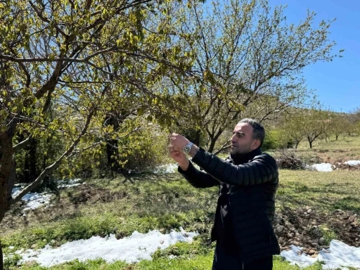 Akçadağ’da zirai don kayısıyı vurdu
