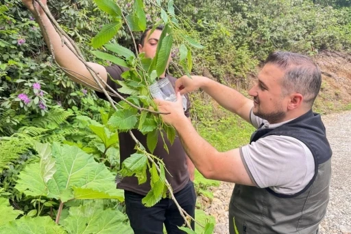 Ak&ccedil;akoca&rsquo;da kestane gal arısına karşı biyolojik m&uuml;cadele
