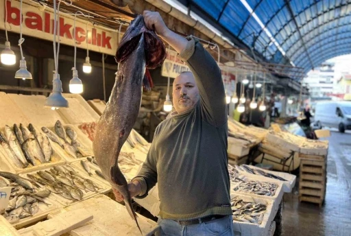 Akdeniz&rsquo;de 1,5 metrelik Atlas balığı yakalandı
