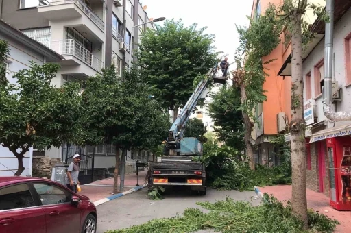 Akdeniz’de ağaçlara sonbahar bakımı
