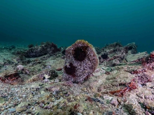 Akdeniz&rsquo;de &ccedil;ok az kaldı, Tuzla&rsquo;da umut verdi
