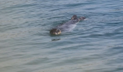 Akdeniz Fokları Bozyazı kıyılarında koruma altında
