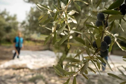 Akhisar&rsquo;da zeytin i&ccedil;in tarihi buluşma

