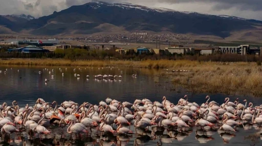 Akkaya Barajı flamingoların gelişi ile görsel şölen sunuyor

