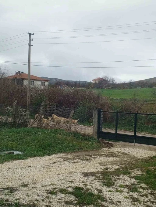 Akpınar halkı başıboş köpeklerden tedirgin

