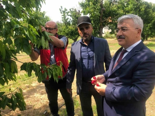 Akşehir Kirazı&rsquo;nın geleceği sahada değerlendirildi
