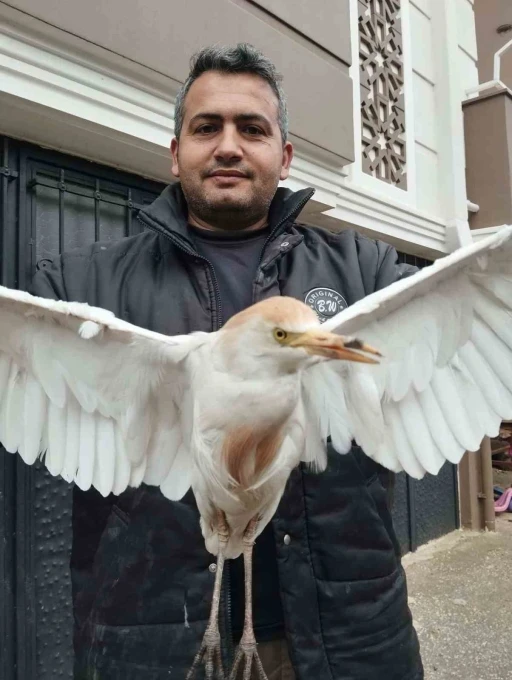 Akseki’de yaralı Sığır Balıkçıl kuşu bulundu
