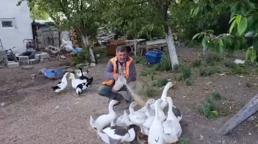 Akyaka’da bir vatandaş kazlarını özenle besliyor
