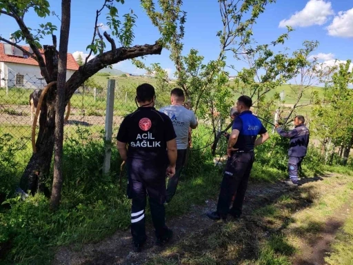 Akyurt&rsquo;ta ka&ccedil;an kurbanlık dana yakalandı
