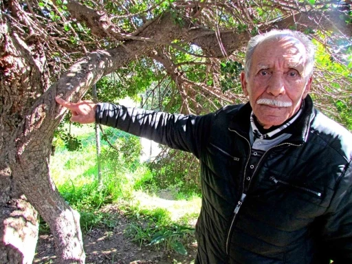 Ala&ccedil;atı&rsquo;da, sakızın 70 yıllık ge&ccedil;mişini anlattılar
