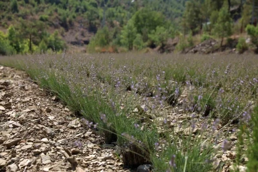 Alanya Belediyesi&rsquo;nin lavanta bah&ccedil;esinde ilk hasat yapıldı
