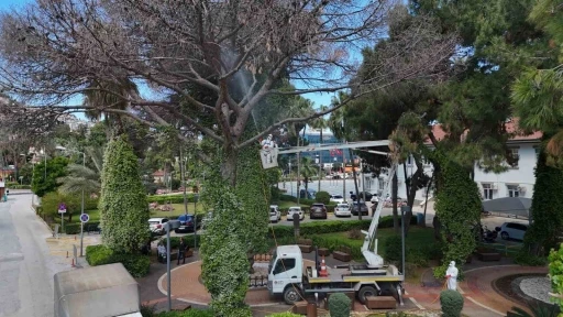 Alanya&rsquo;da Akdeniz &ccedil;am kabuk b&ouml;ceğine karşı ortak m&uuml;cadele başlatıldı
