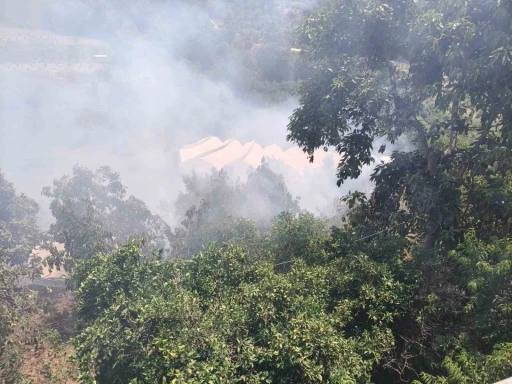 Alanya&rsquo;da avokado bah&ccedil;elerinin bulunduğu zirai alanda yangın
