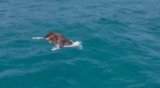 Alanya’da denizde ölü inek bulundu
