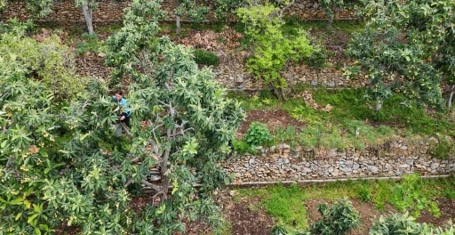 Alanya’da muşmula hasadı başladı
